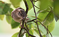 House sparrow (Passer domesticus)